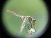 Sympetrum sanguineum
